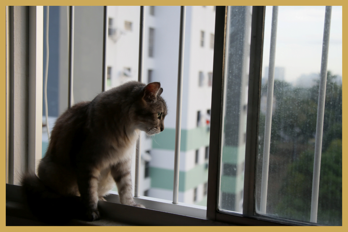 10 tips voor een kat in een appartement