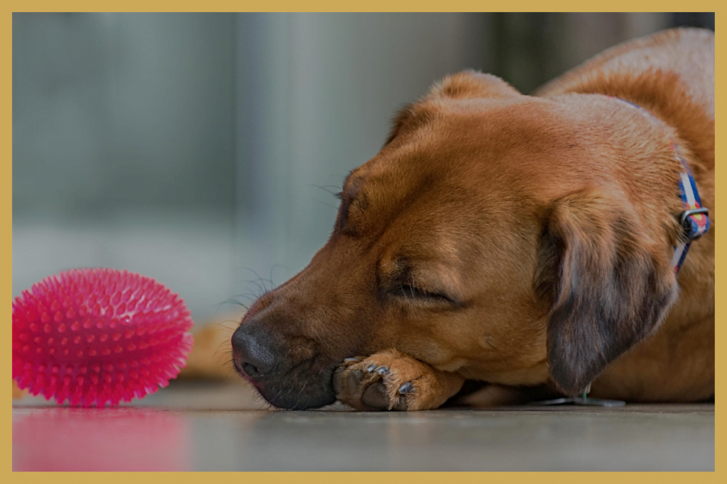 Vermoeide hond die op de vloer ligt.