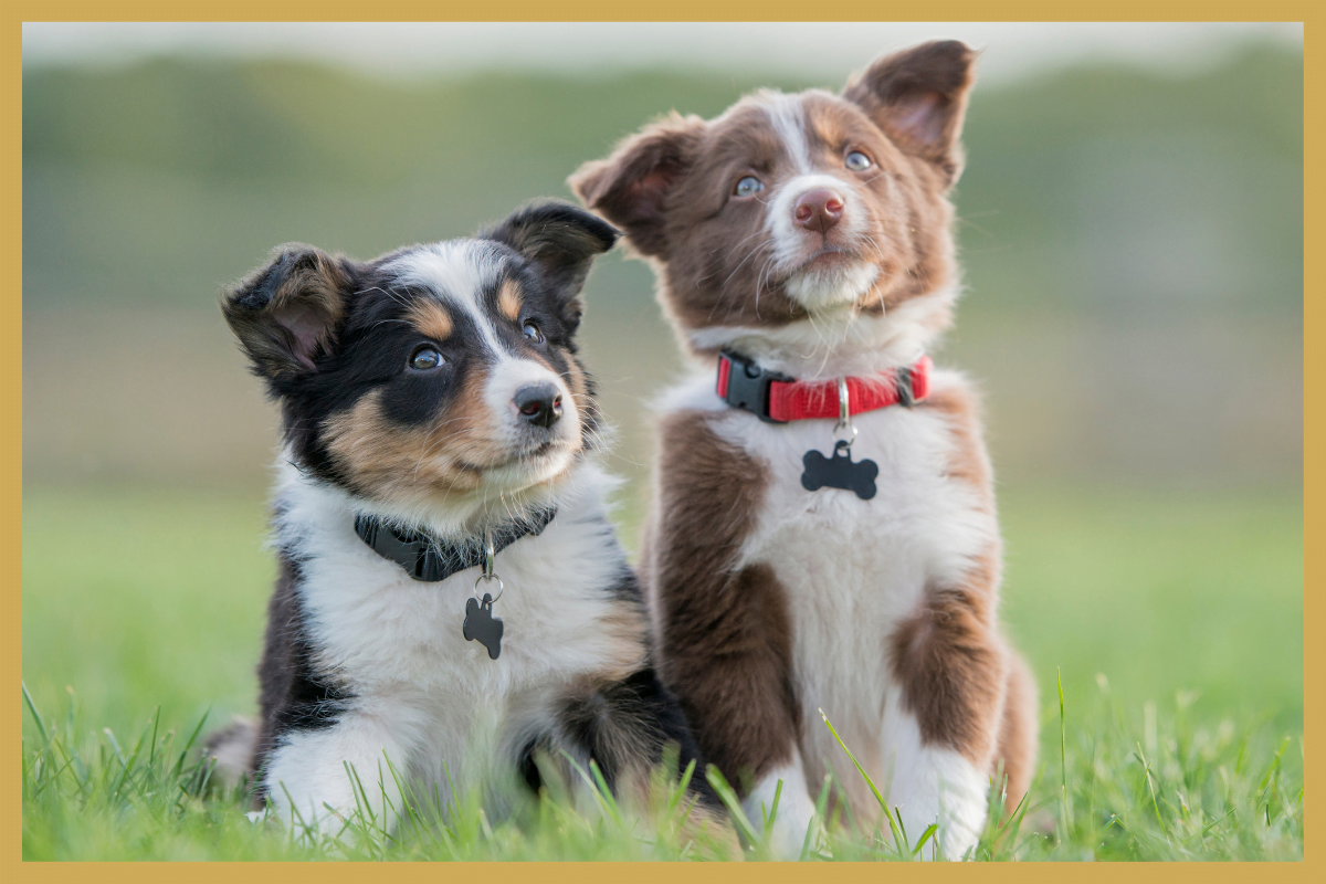 10 tips voor je eerste hond