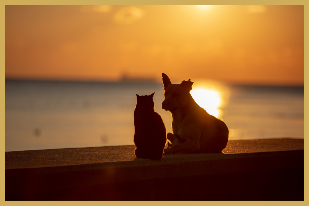 Tips voor het warme weer voor hond en kat