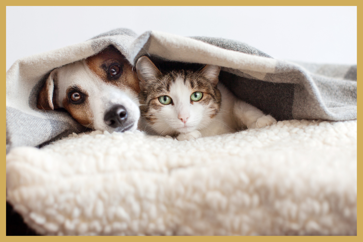 Wat doet de overgang naar de wintertijd met je hond of kat?