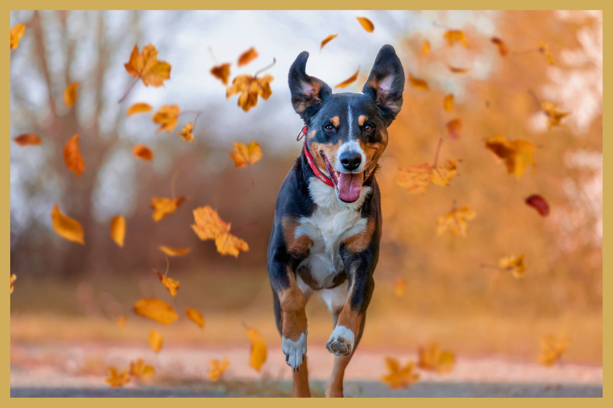 Tips voor een herfstwandeling met je hond