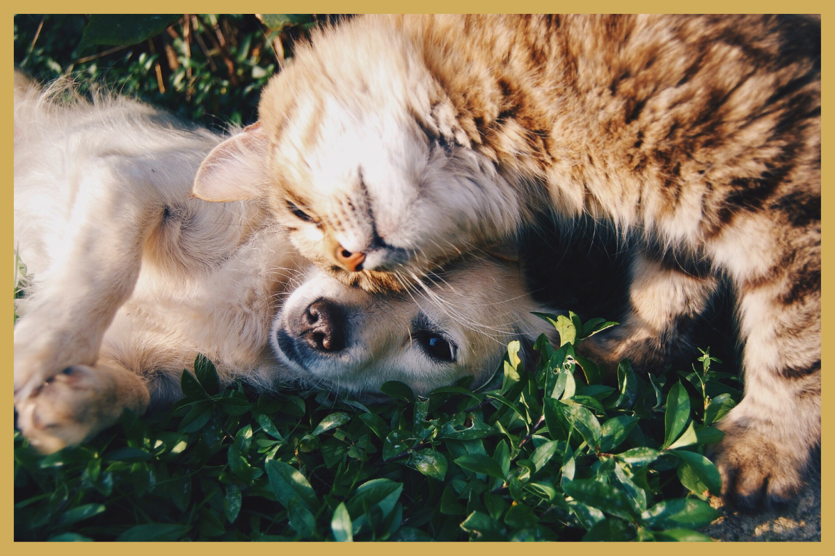 Allergieën bij hond of kat