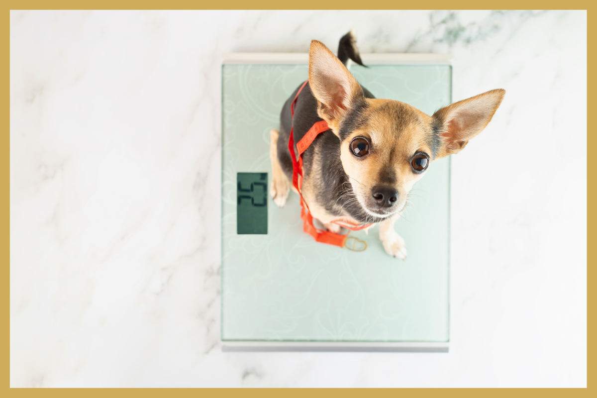 Over- en ondergewicht