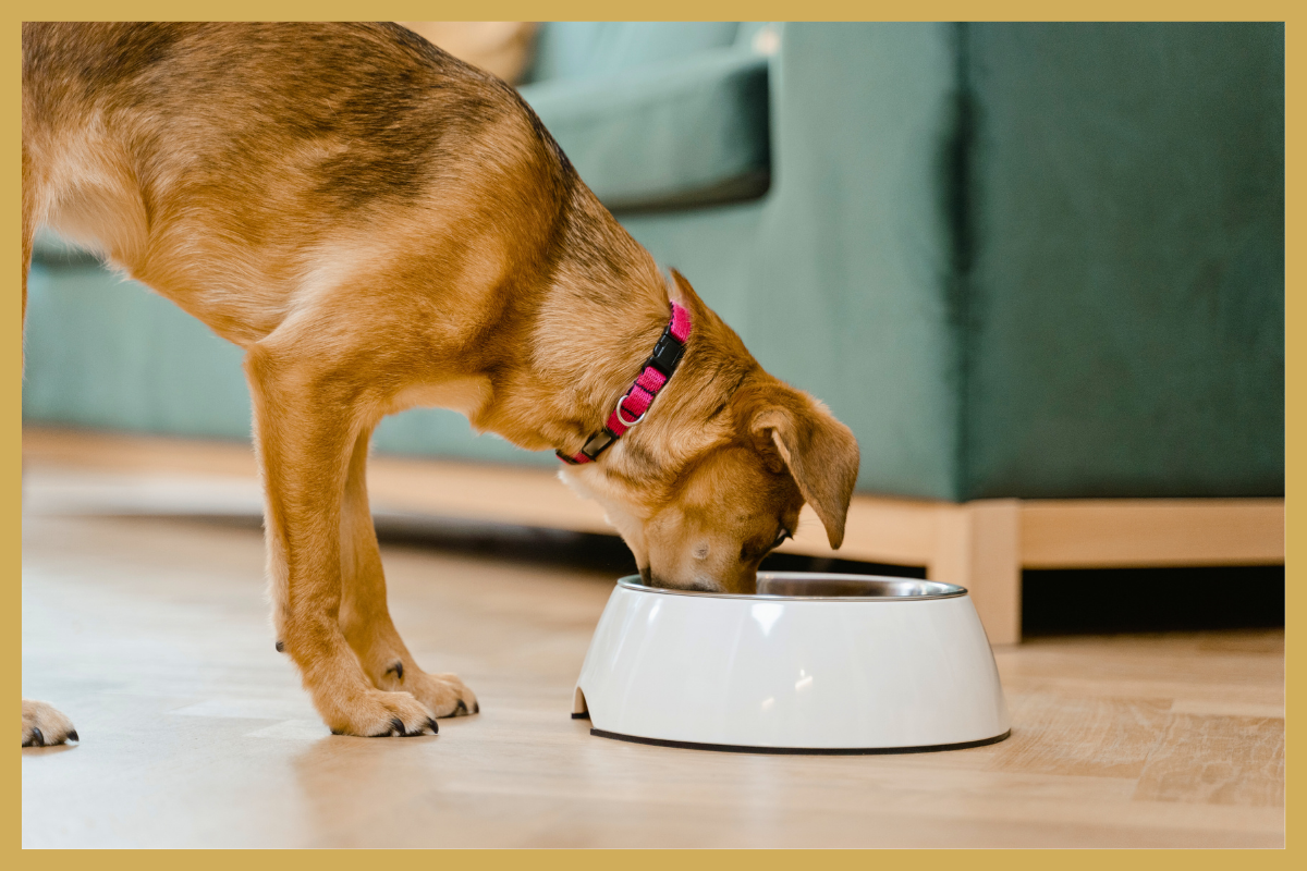 Overstappen van puppyvoer naar volwassenvoer