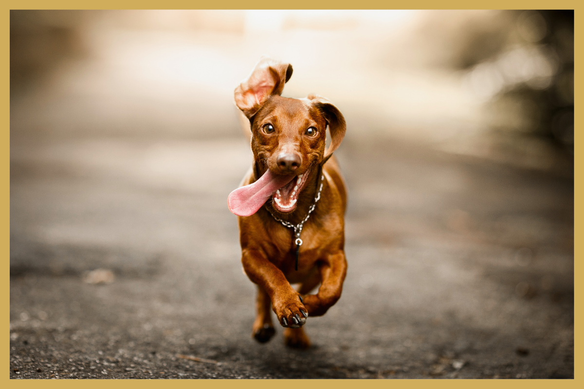 Puro Croc Joint & Bone Support 20.5/14