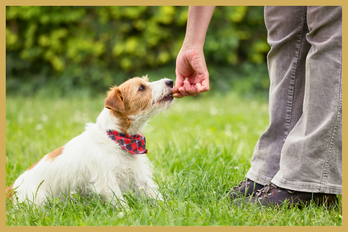 Zindelijk maken hond
