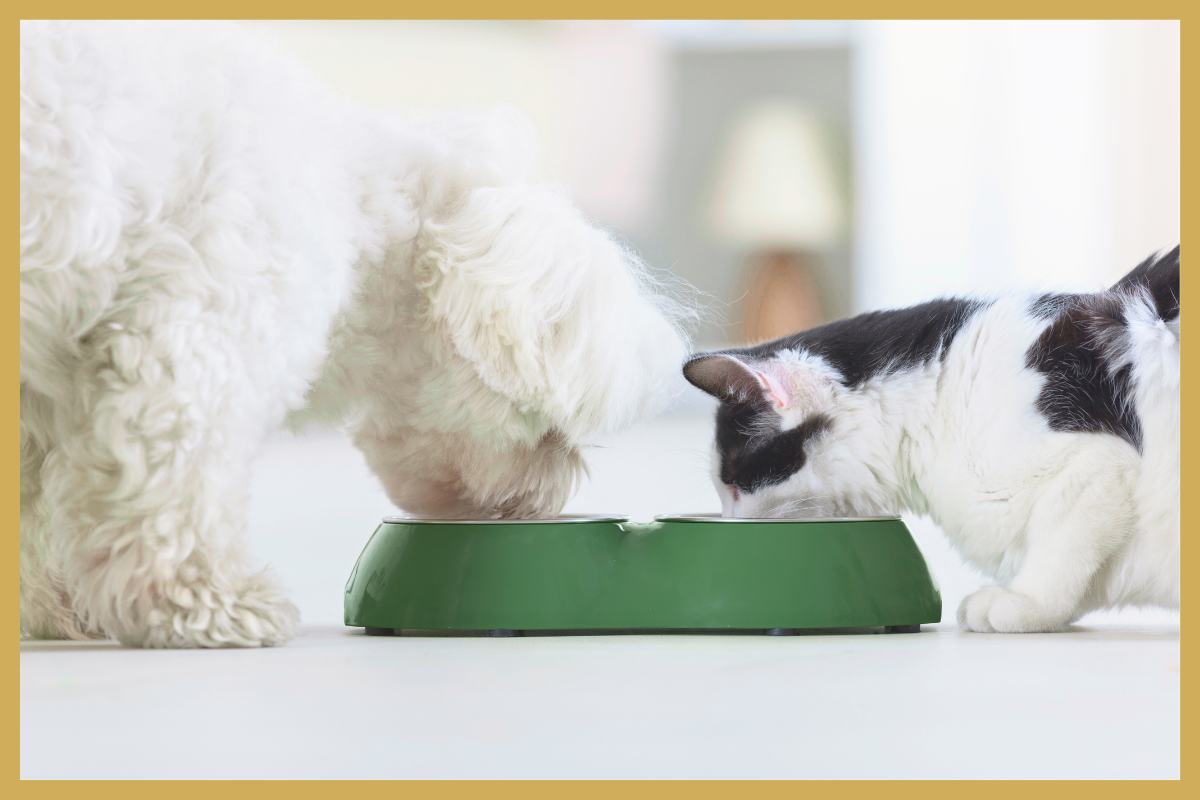 Portiecontrole voor honden en katten